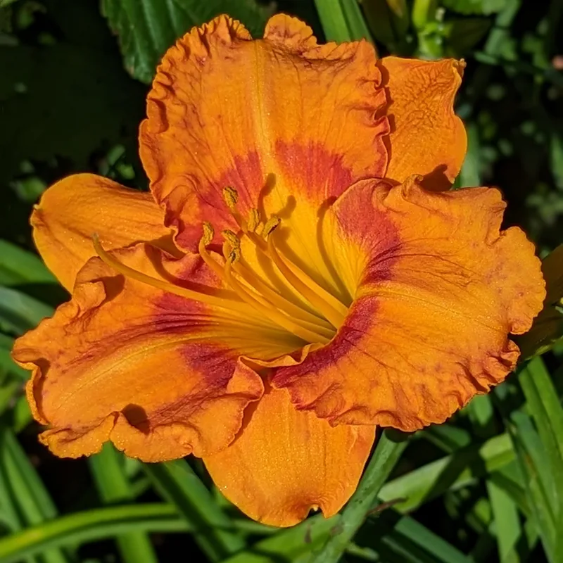 Vitamin C daylily bloom