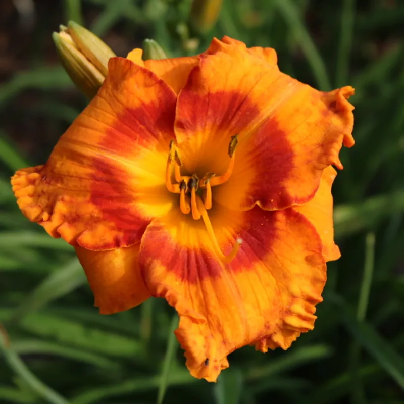 Vitamin C from Haley_Springs_Farm