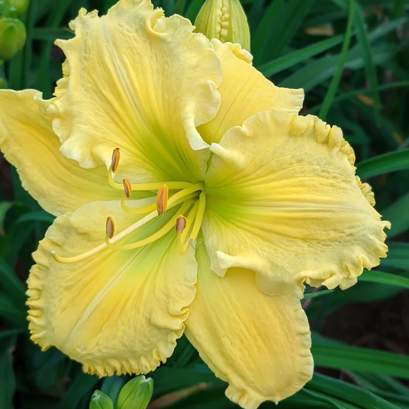 Butter Cream from Haley_Springs_Farm