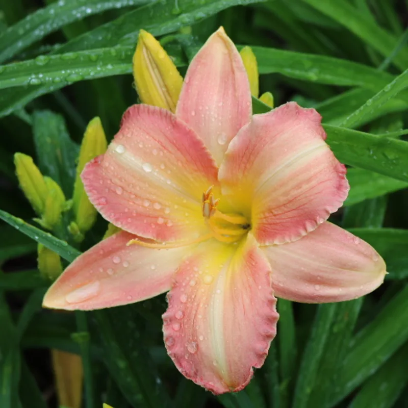 Hawaiian Swirls from Haley_Springs_Farm