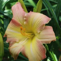 Hawaiian Swirls thumbnail