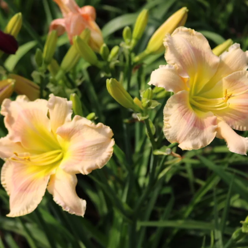 The Sensational Six from Haley_Springs_Farm
