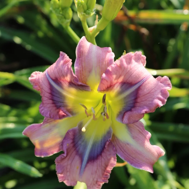 Quasar Cutie from Haley_Springs_Farm