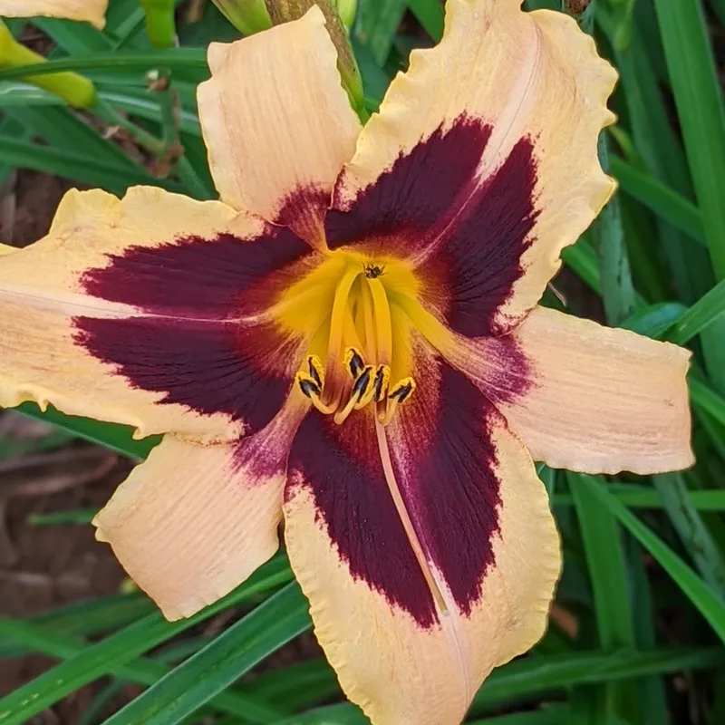 Wild Horses daylily bloom