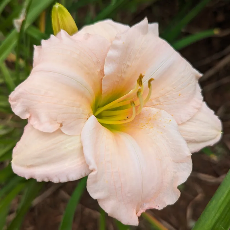 Fairy Tale Pink from Haley_Springs_Farm