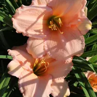 Fairy Tale Pink thumbnail