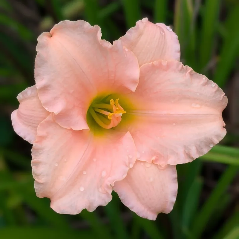 Pink Playmate daylily bloom