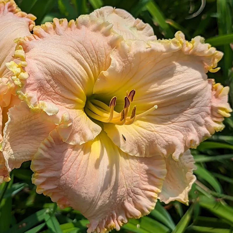 Memphis daylily bloom