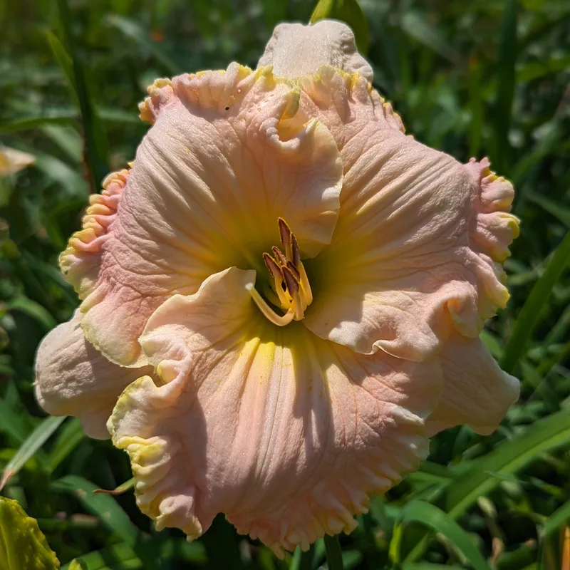 Memphis from Haley_Springs_Farm