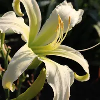 Heavenly Snow White thumbnail
