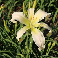 Heavenly Snow White thumbnail