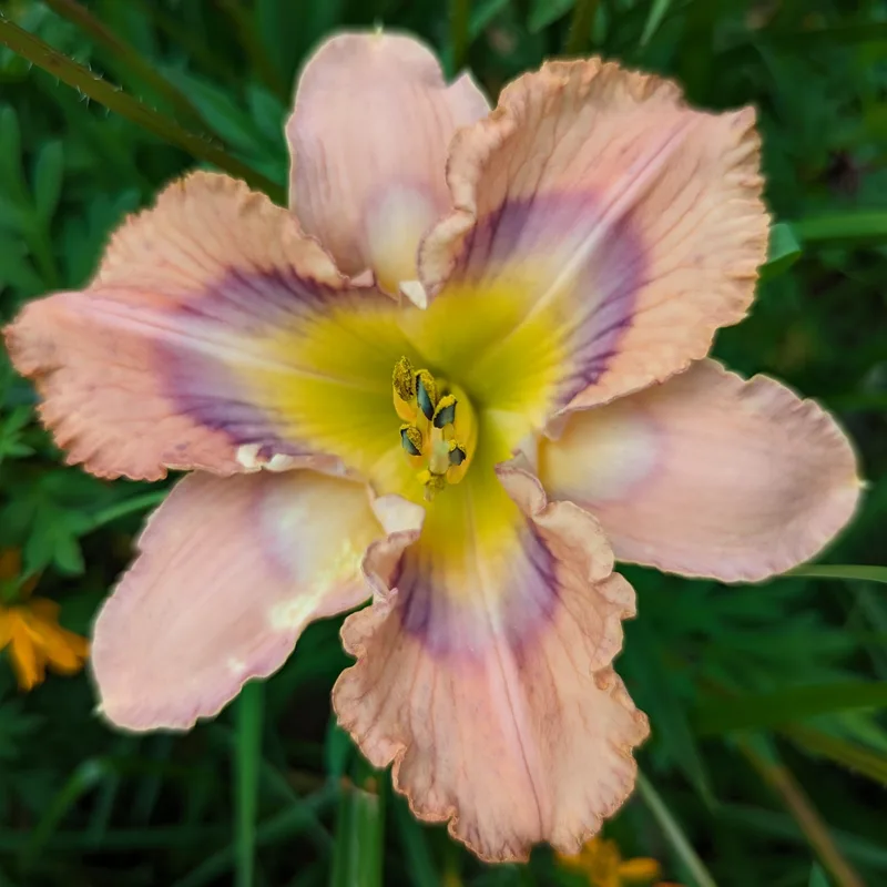 Mapping New Mexico daylily bloom