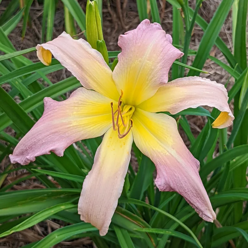 Carolina Cool Down from Haley_Springs_Farm