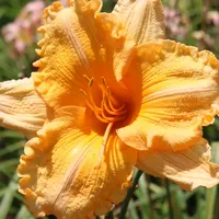 Orange Velvet thumbnail