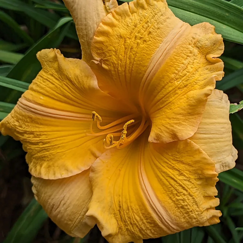 Orange Velvet from Haley_Springs_Farm