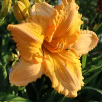 Orange Velvet thumbnail