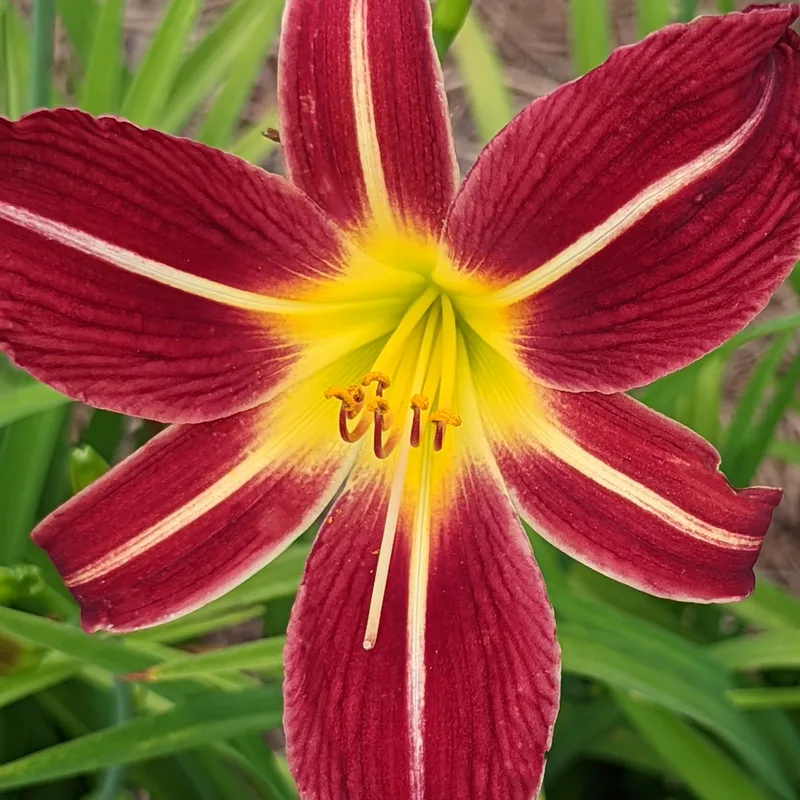 Dixie Land Band daylily bloom
