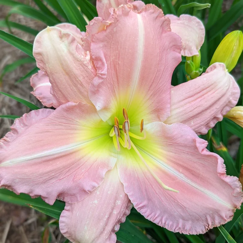 Helen Shooter daylily bloom
