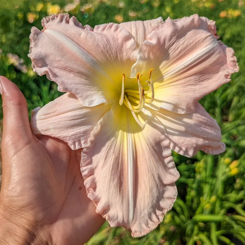 Helen Shooter from Haley_Springs_Farm