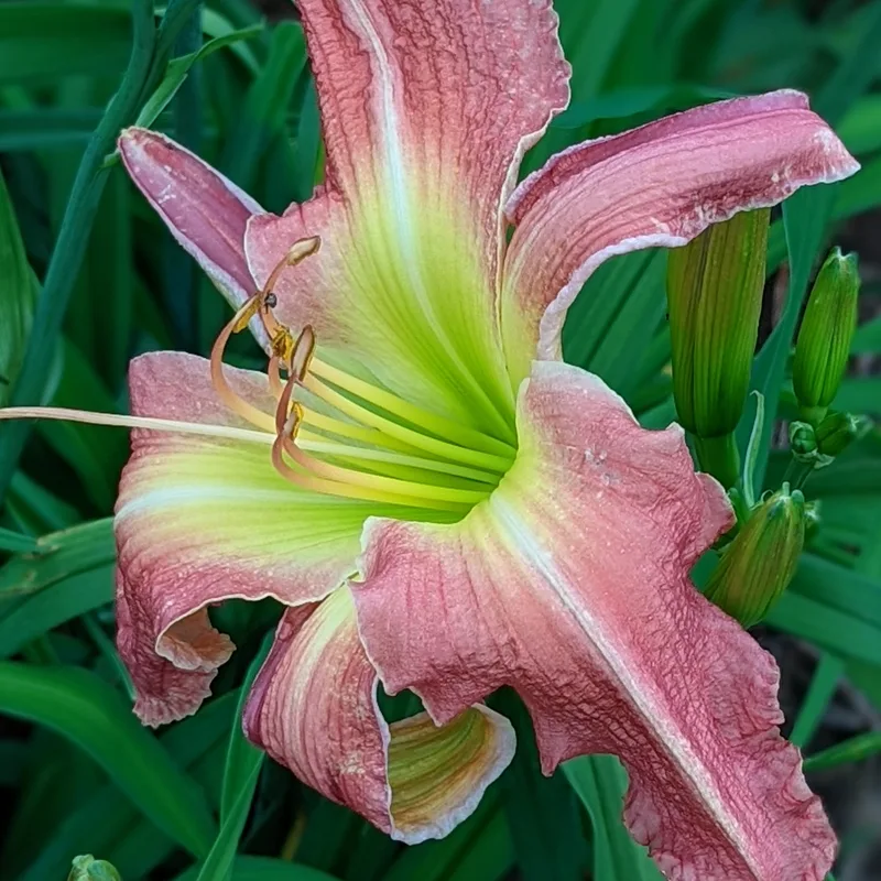 Pink Super Spider from Haley_Springs_Farm