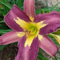 Star of India thumbnail