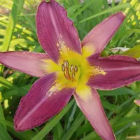 Star of India thumbnail