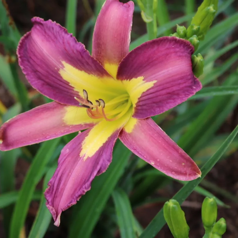 Star of India from Haley_Springs_Farm