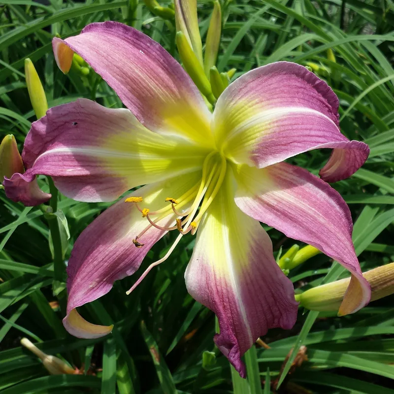 Wilson Spider daylily bloom