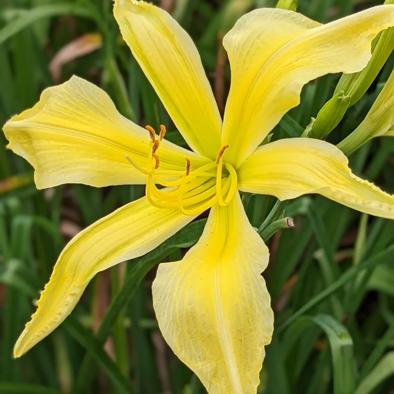 Spider Miracle daylily bloom
