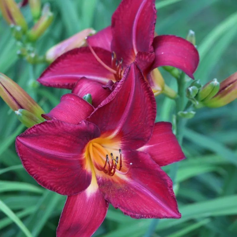 Red Volunteer from Haley_Springs_Farm