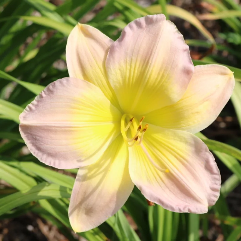 Bright and Morning Star from Haley_Springs_Farm