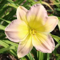 Bright and Morning Star thumbnail