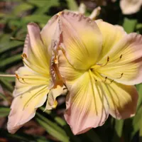 Bright and Morning Star thumbnail