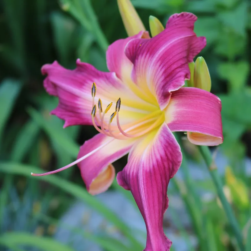 Lake Norman Spider daylily bloom