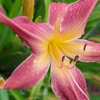 Lake Norman Spider thumbnail