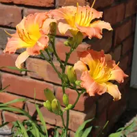 Prairie Blossoms thumbnail
