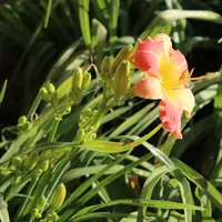 Prairie Blossoms thumbnail