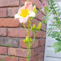 Prairie Blossoms thumbnail
