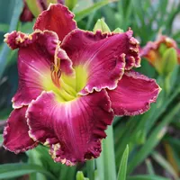 Cimarron Rose thumbnail