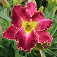 Cimarron Rose thumbnail