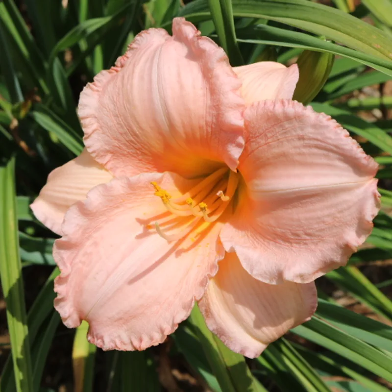 On and On daylily bloom