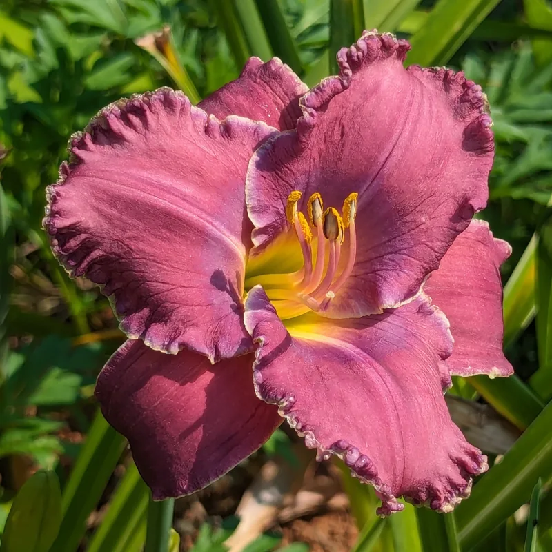 Beauty of the King from Haley_Springs_Farm