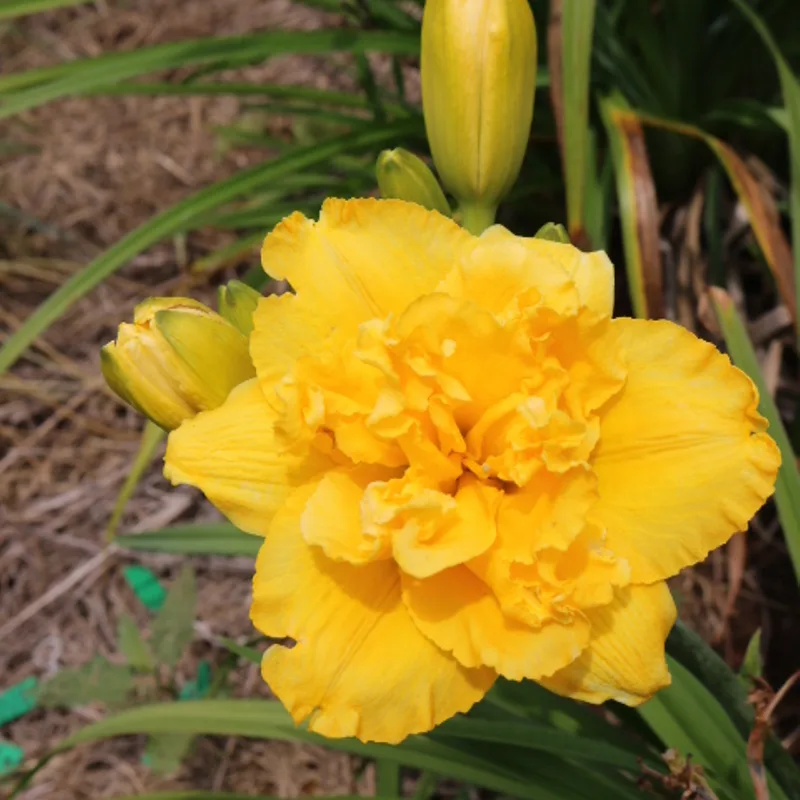 Betty Woods from Haley_Springs_Farm