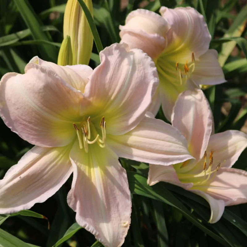 Breath of Life from Haley_Springs_Farm