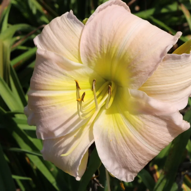 Breath of Life from Haley_Springs_Farm