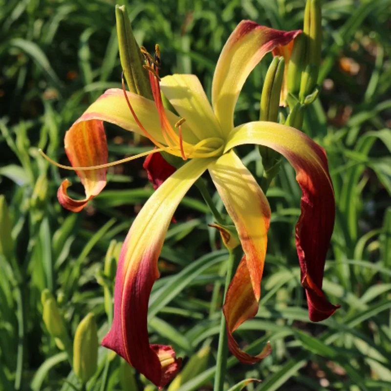 Buddy's Droopy from Haley_Springs_Farm