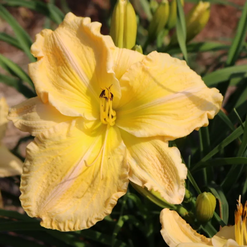 Bursting Loose from Haley_Springs_Farm