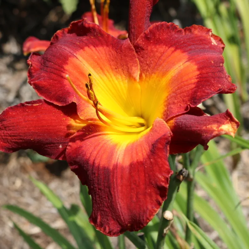 Change of Heart from Haley_Springs_Farm