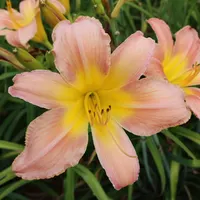 Corryton Pink catalog image