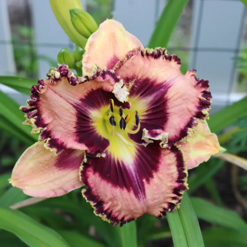 Dr Marc C. Laroche from Haley_Springs_Farm